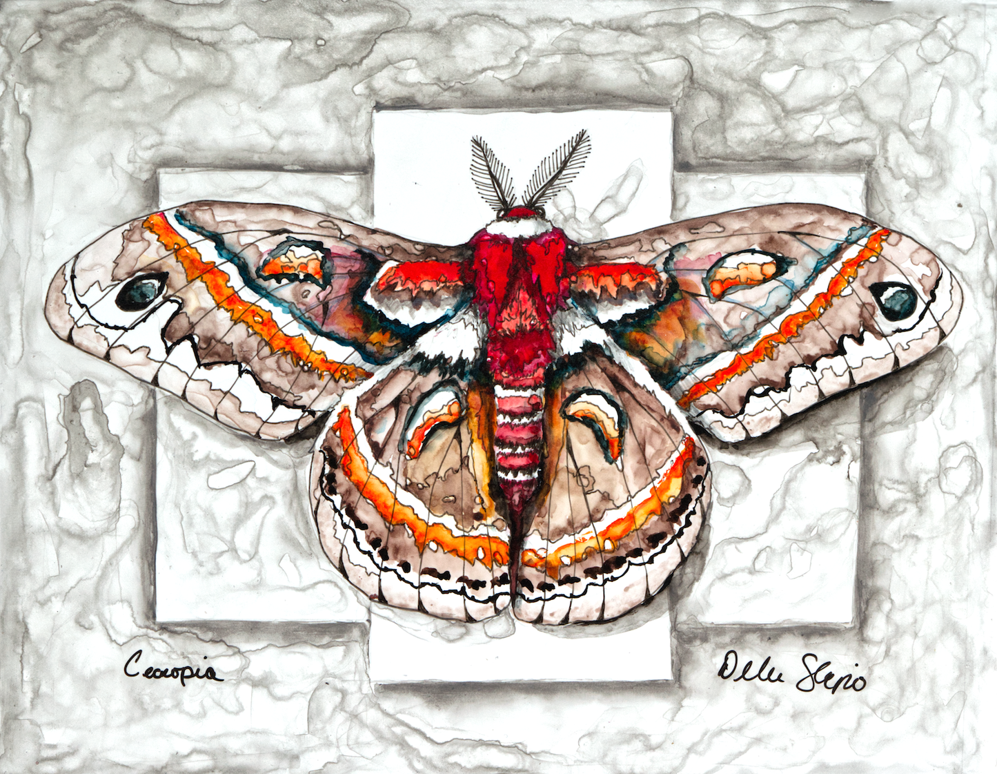 ACEO Moth Cecropia Giclee Print Collectible Miniature Art Card