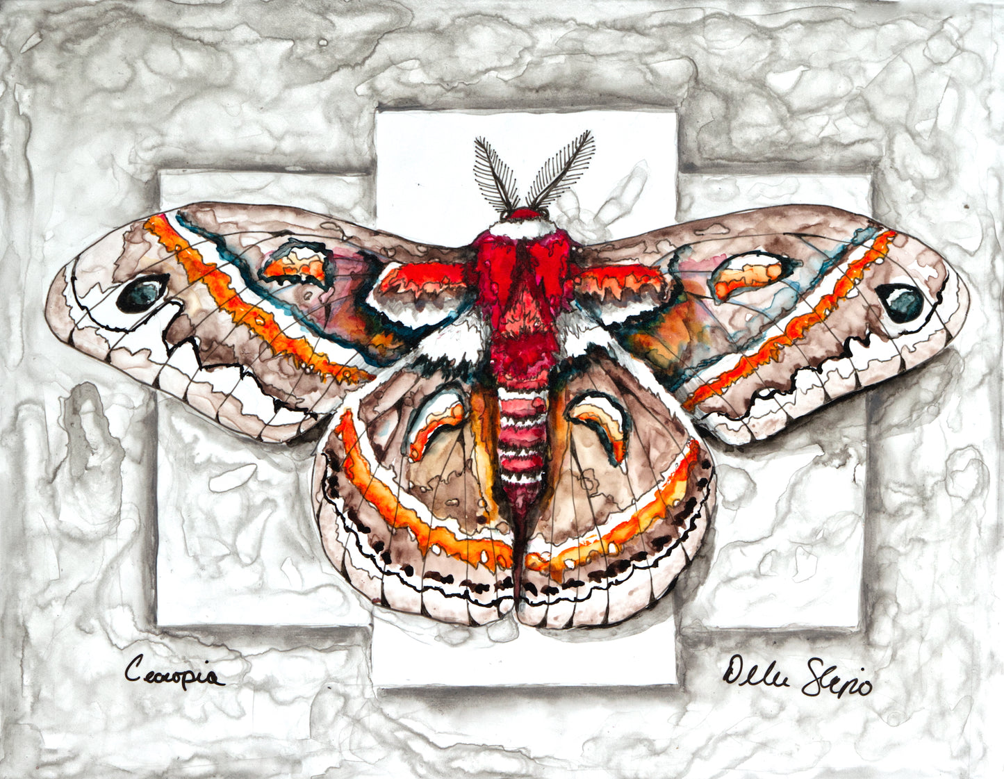 Cecropia Moth
