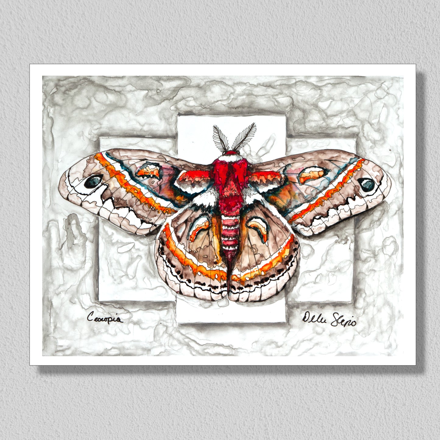 Cecropia Moth
