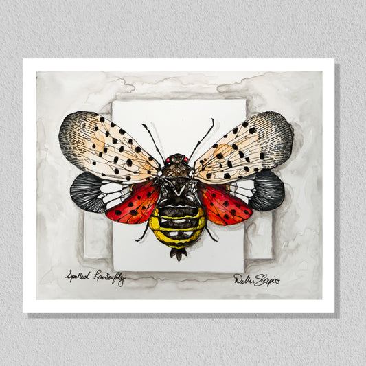Spotted Lantern Fly Moth