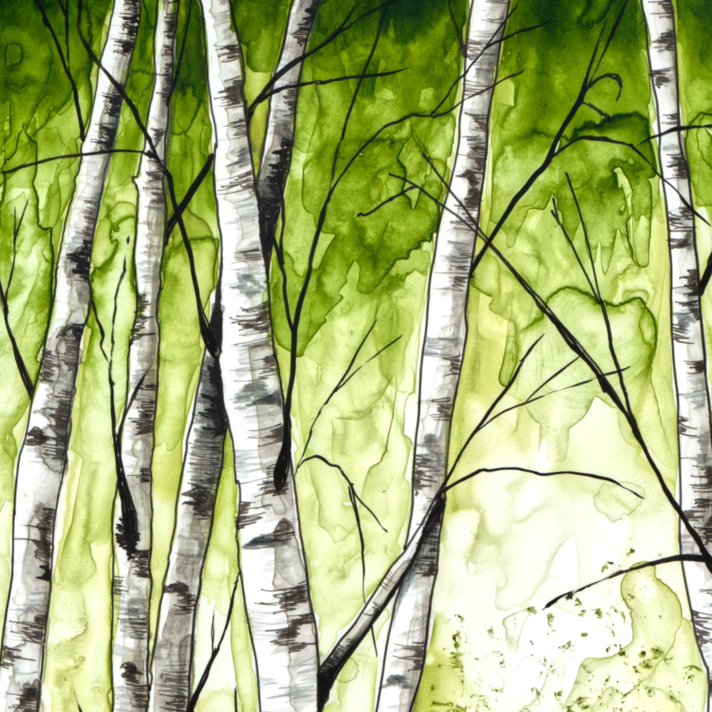 Birch Trees 1