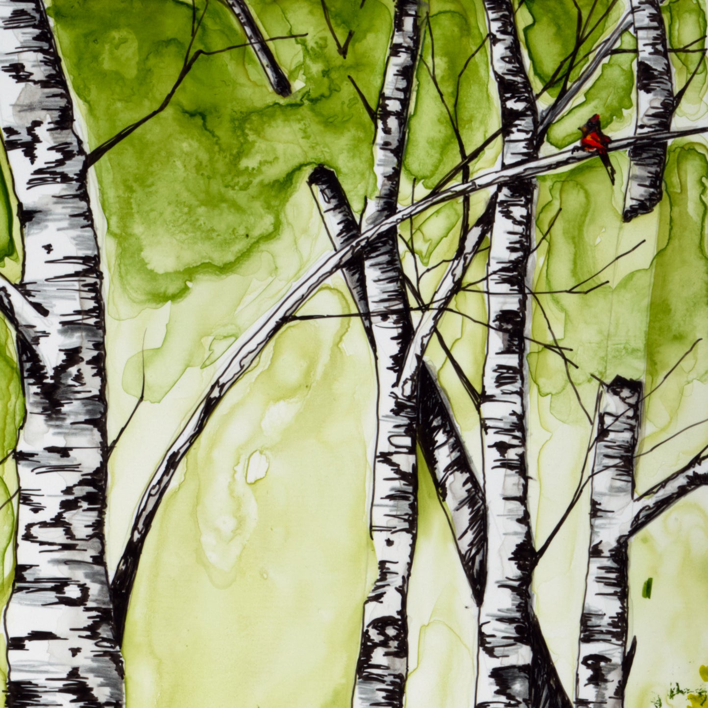 Birch trees with cardinal