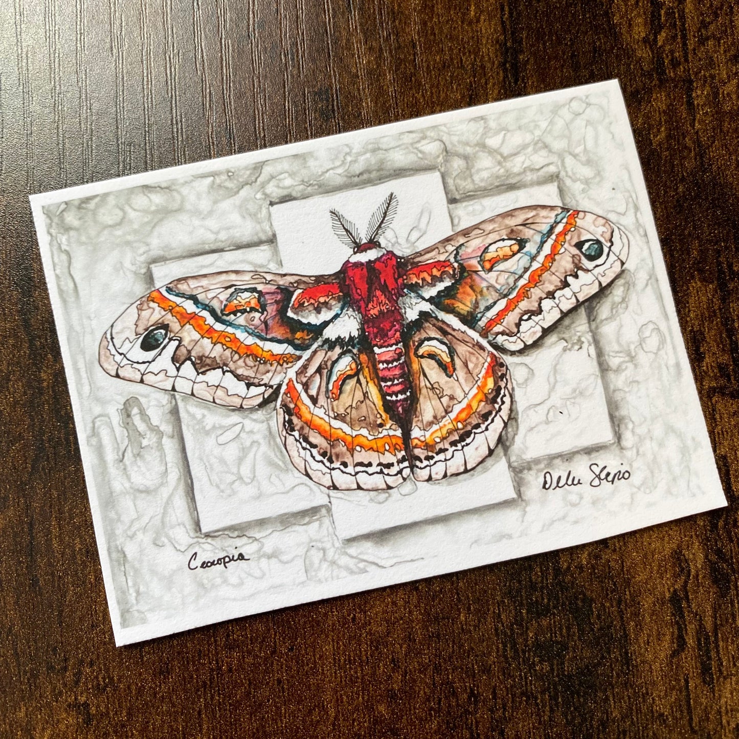 ACEO Moth Cecropia Giclee Print Collectible Miniature Art Card