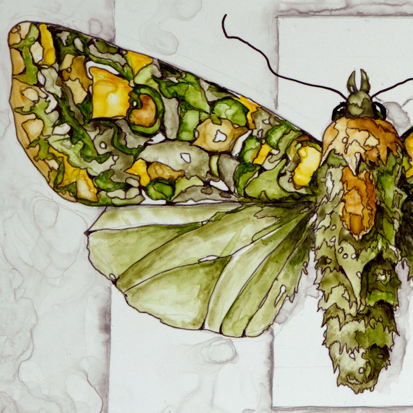 Green Arches Moth