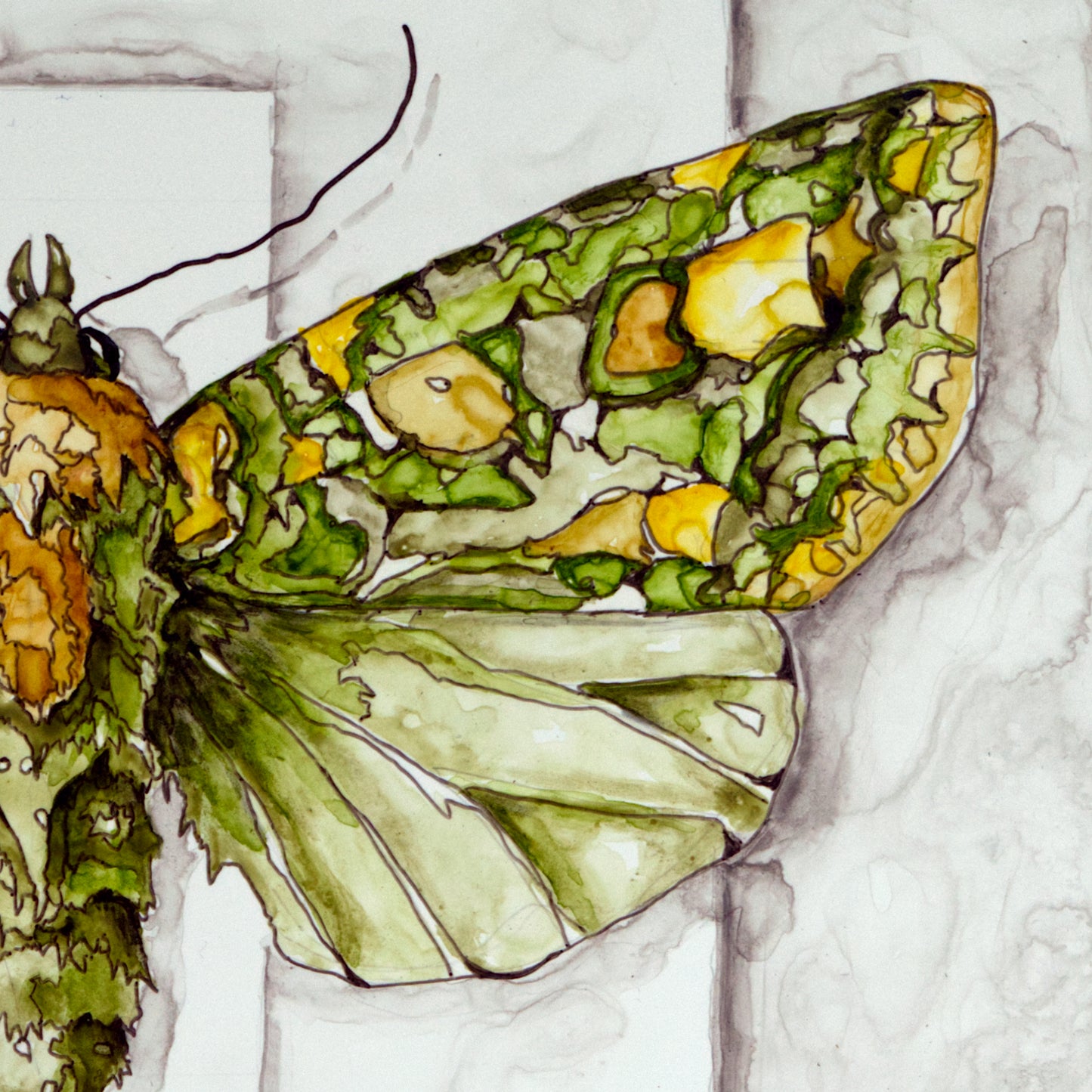 Green Arches Moth