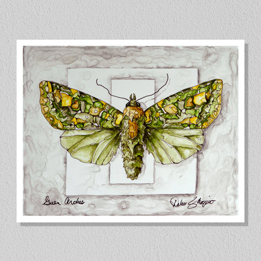 Green Arches Moth