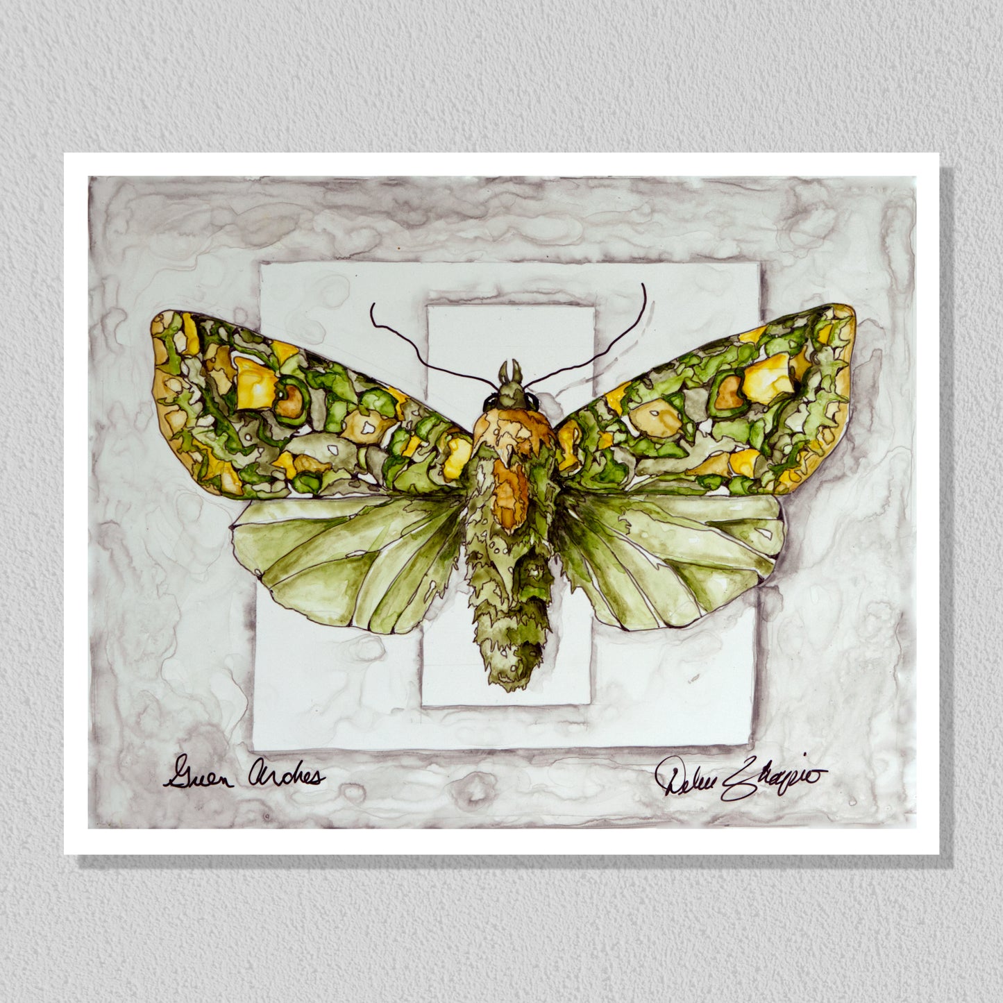 Green Arches Moth