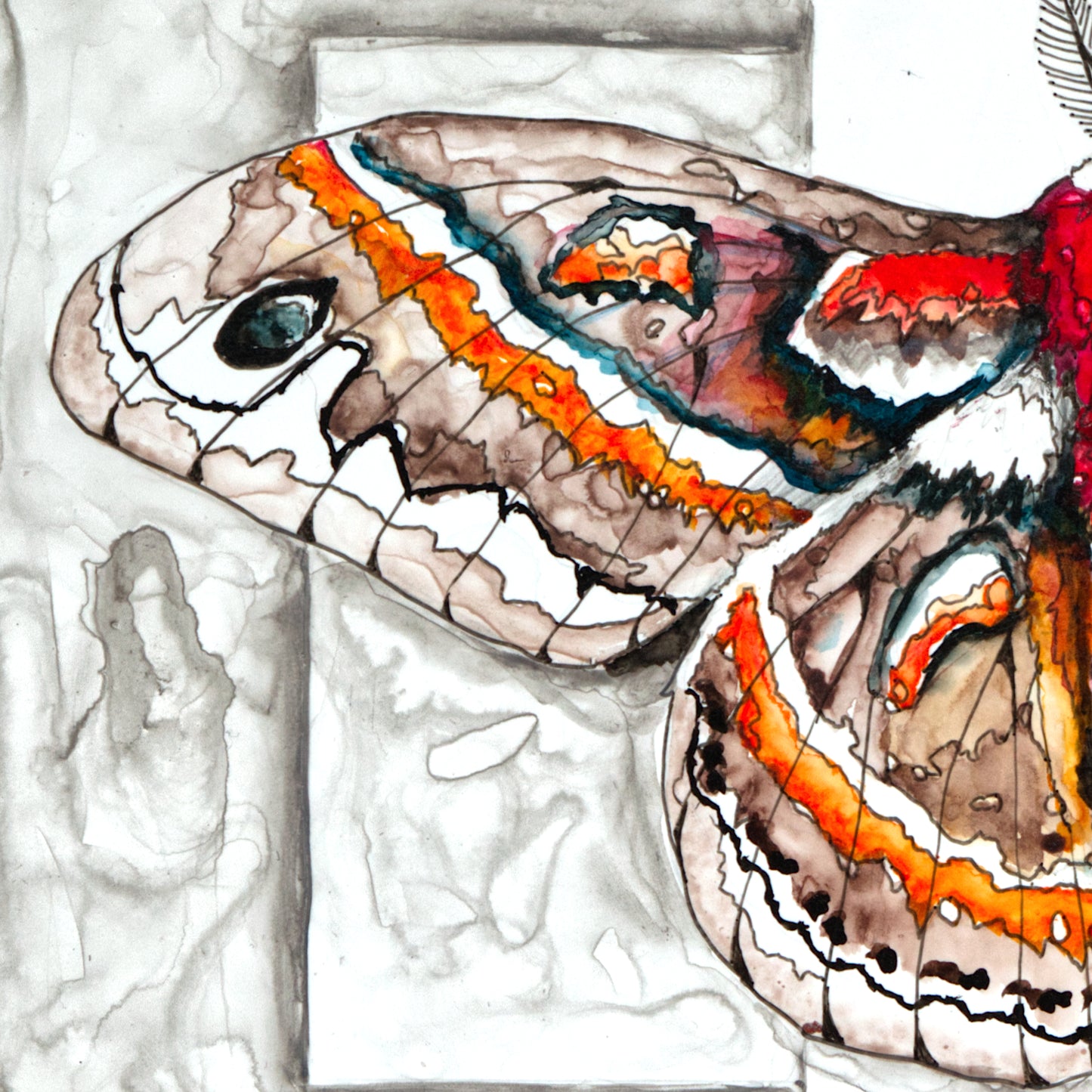 Cecropia Moth