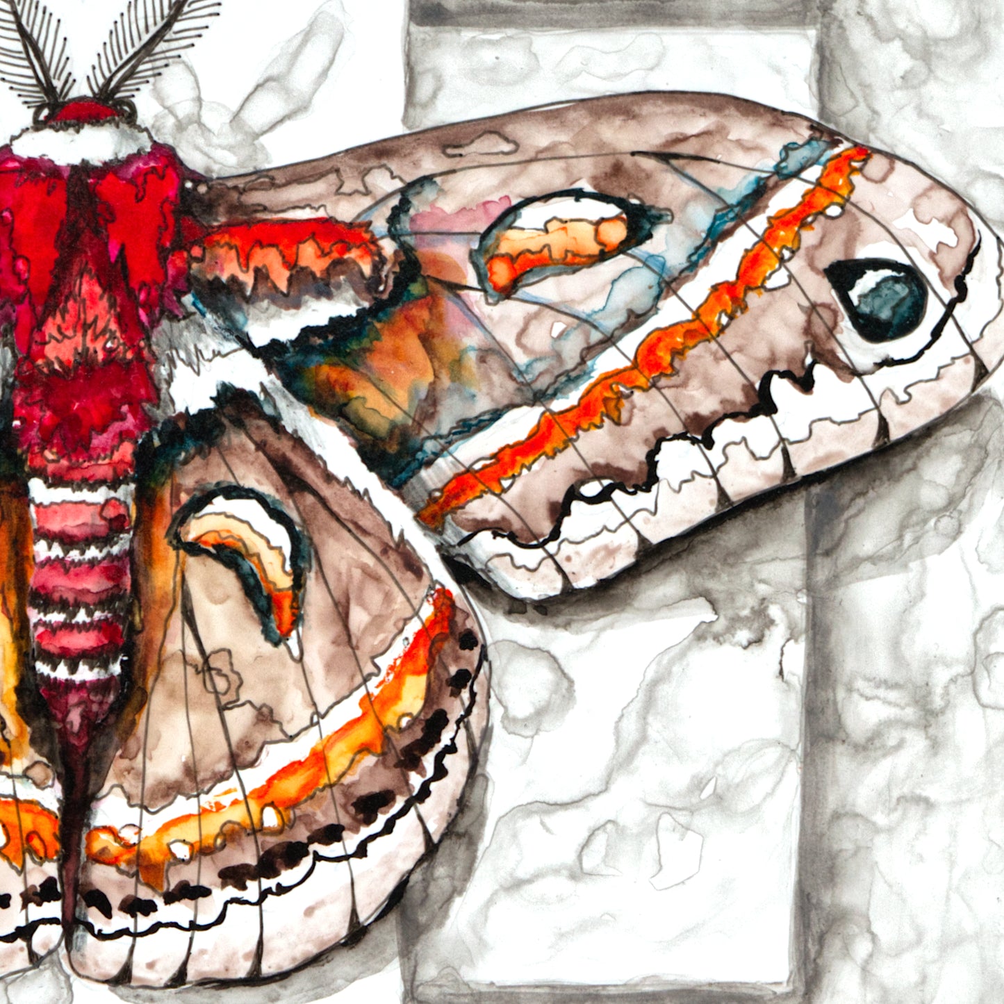 Cecropia Moth