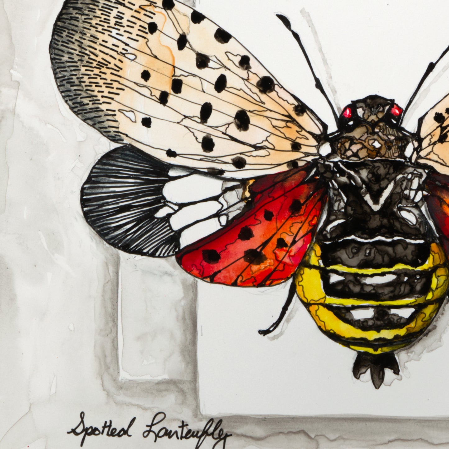 Spotted Lantern Fly Moth