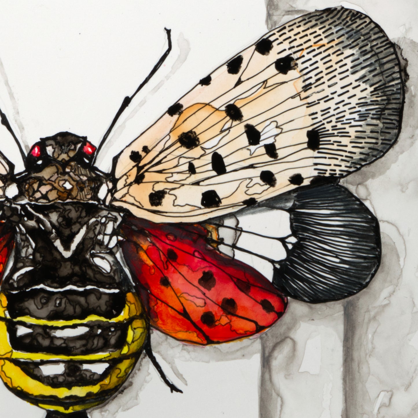 Spotted Lantern Fly Moth